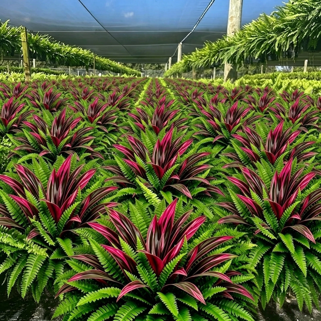 💥Summer Special🔥 UV-Resistant Artificial Fern & Red Dracaena Decorative Plants – Full, Lush & Fade-Resistant!