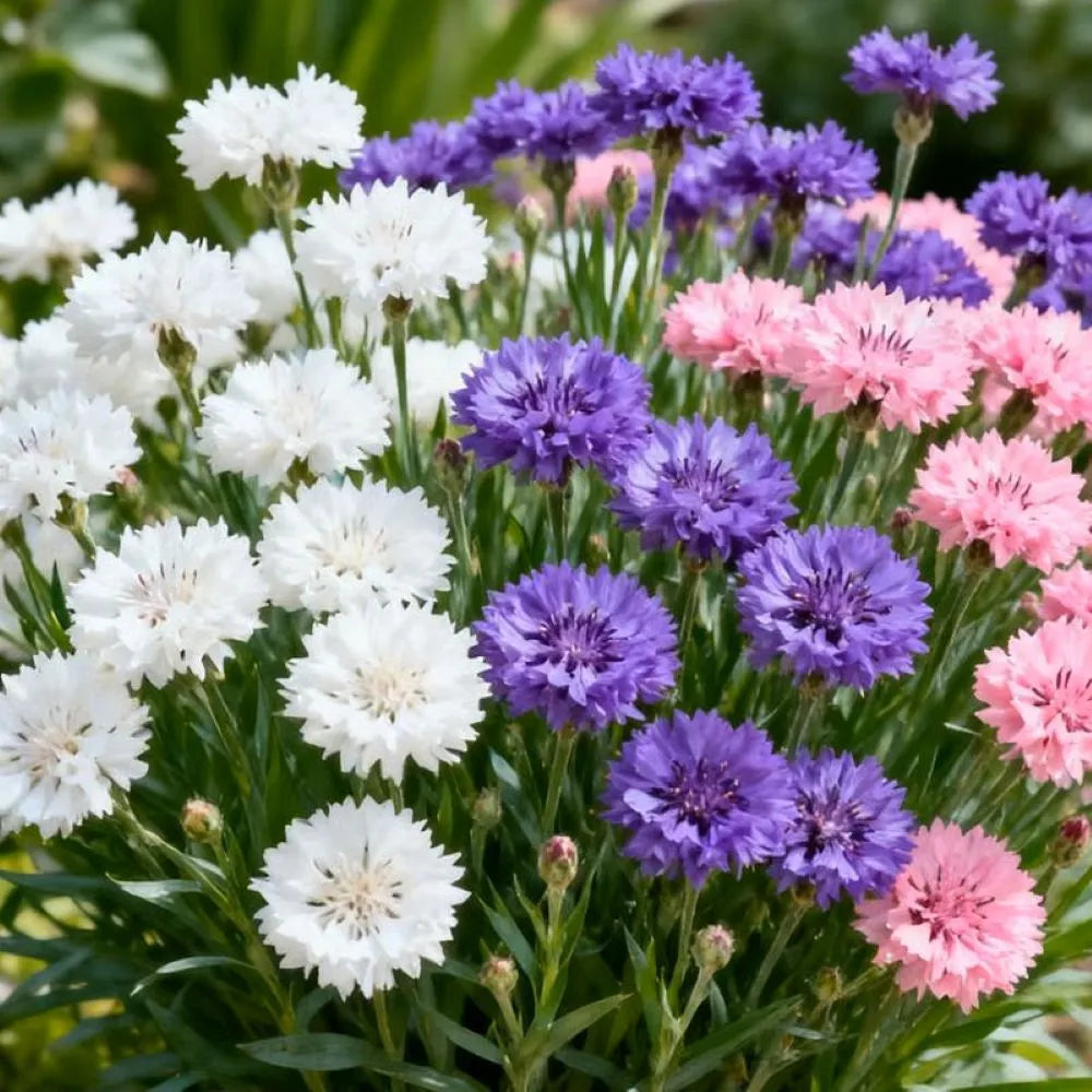 🌱Premium Cornflower Seeds🌸