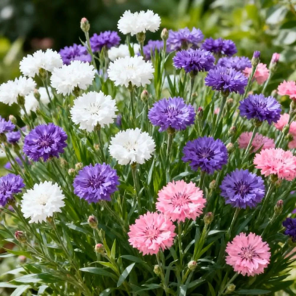 🌱Premium Cornflower Seeds🌸